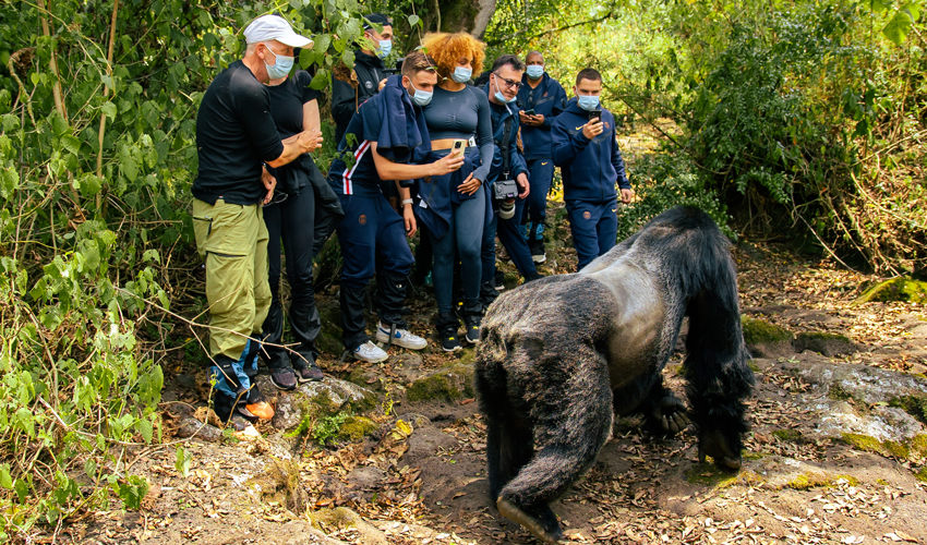 How to Plan a Gorilla Trekking Safari
