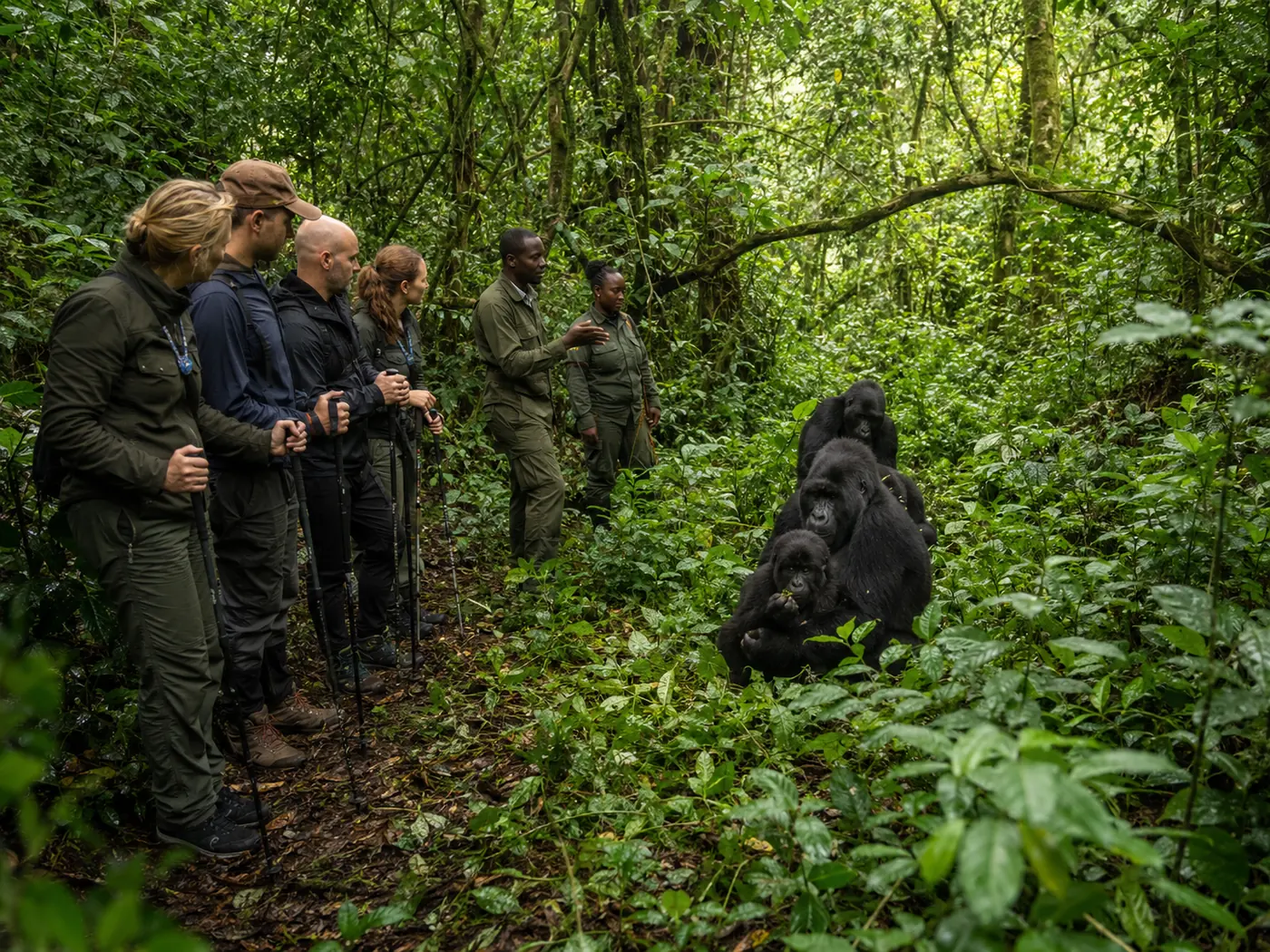 Gorilla trekking in Bwindi