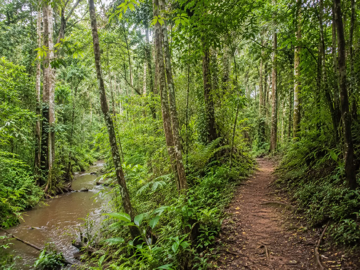 Birding Safaris in Uganda and Rwanda