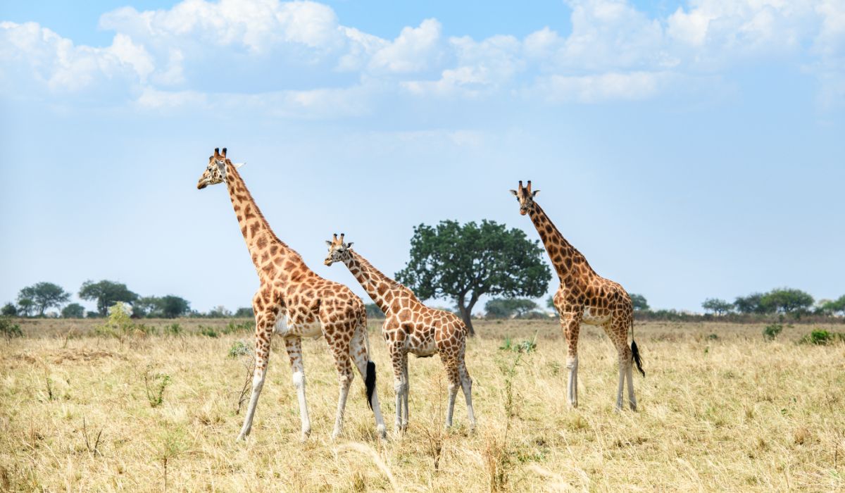Kidepo Valley National Park tourism destination