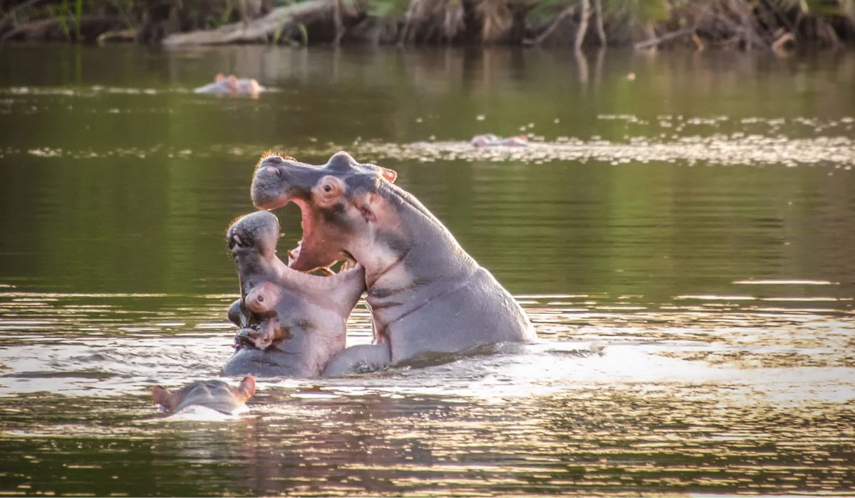 Lake Mburo National Park tourism destination