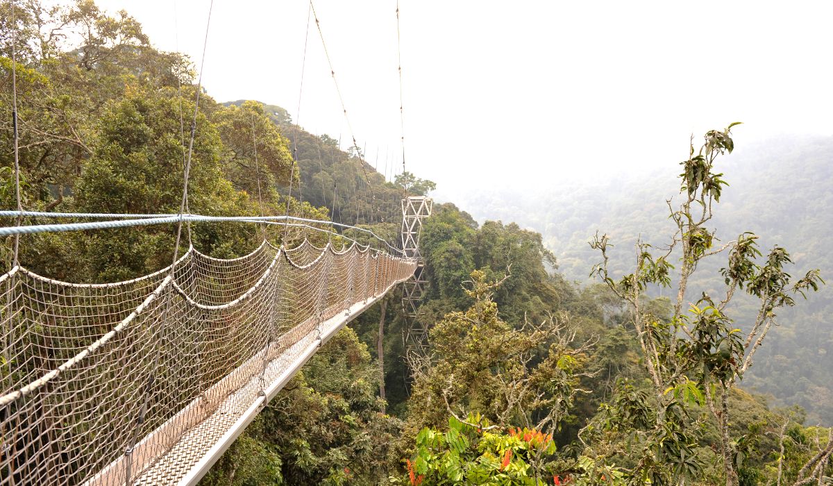 Nyungwe Forest National Park tourism destination
