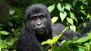 Mountain gorilla trekking focus in Uganda and Rwanda