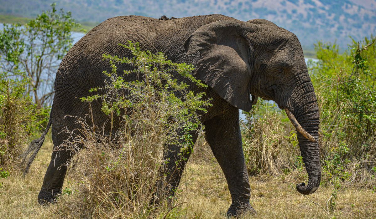 Kigali to Akagera Car Rental route 4x4 safari car rental