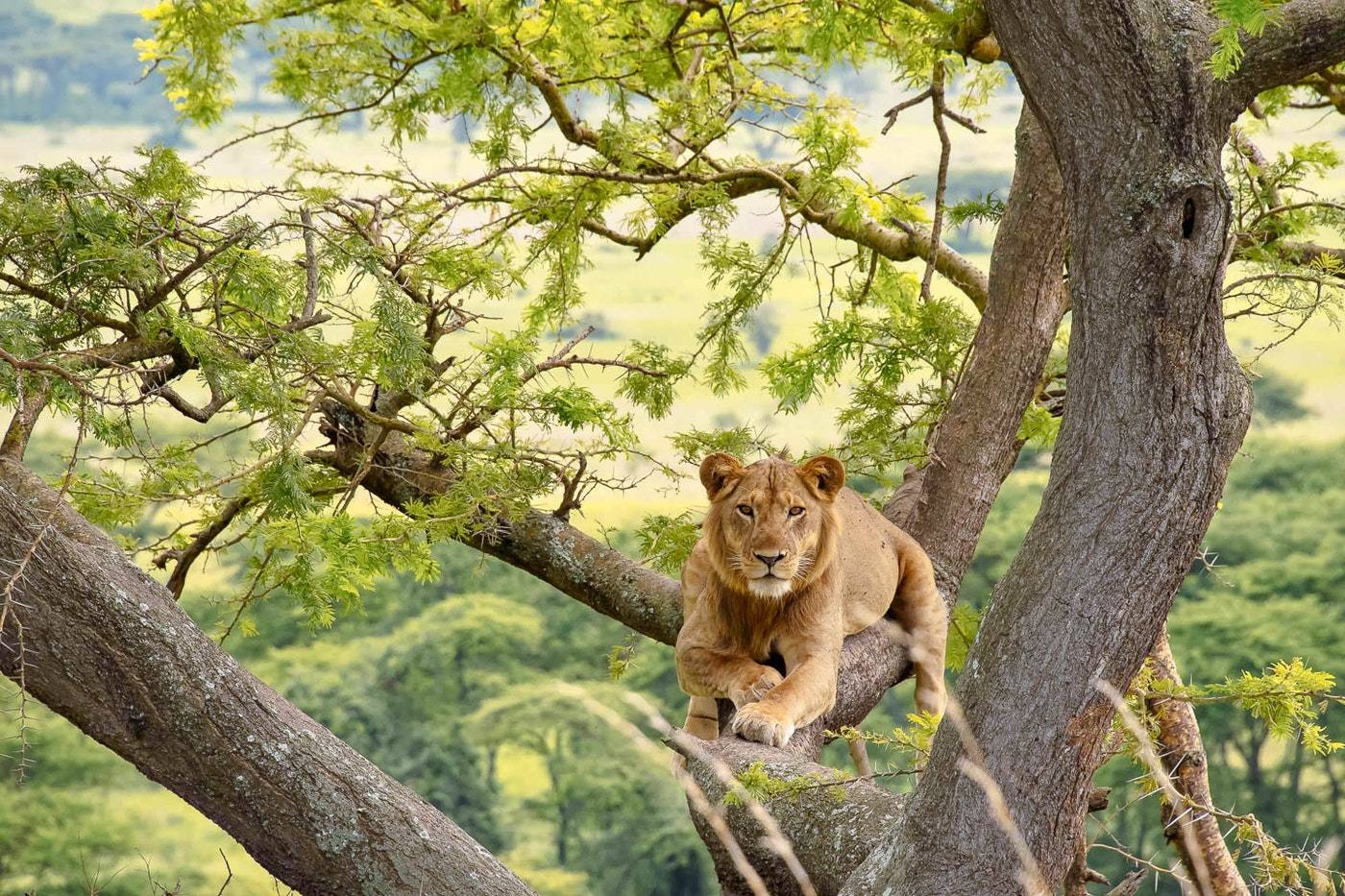 Kampala to Queen Elizabeth Car Rental route 4x4 safari car rental