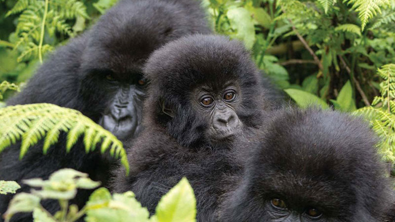 Rwanda Gorillas