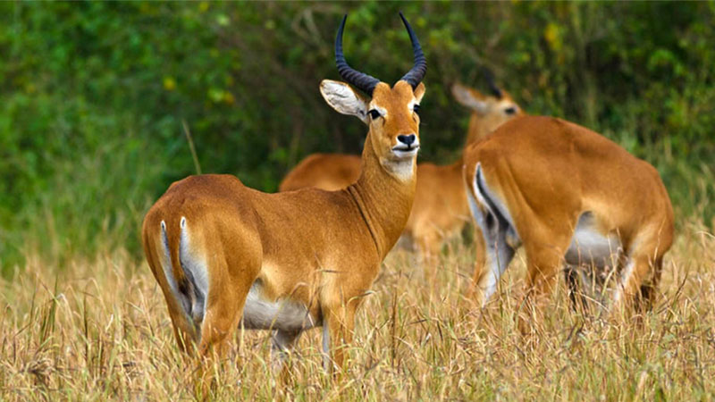 Lake Mburo National Park