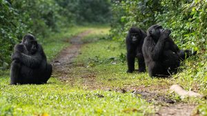 Read more about the article Frequently Asked Questions About Mountain Gorilla Trekking