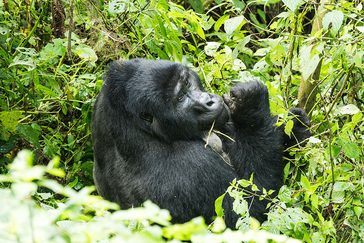 Bwindi Impenetrable National Park
